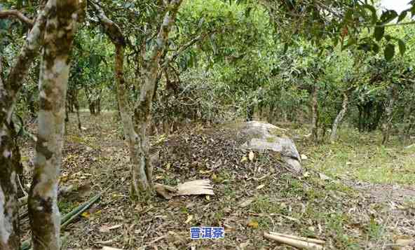 犀牛塘普洱茶在哪里，寻找美味的犀牛塘普洱茶：探索其产地和品尝之旅