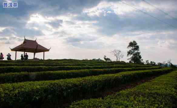 普洱茶种植基地，探秘普洱茶种植基地，领略特别的茶文化魅力