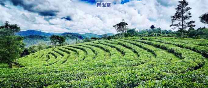 普洱茶种植基地，探秘普洱茶种植基地，领略特别的茶文化魅力