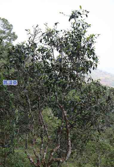 普洱茶易武茶区的山头茶种类及特点