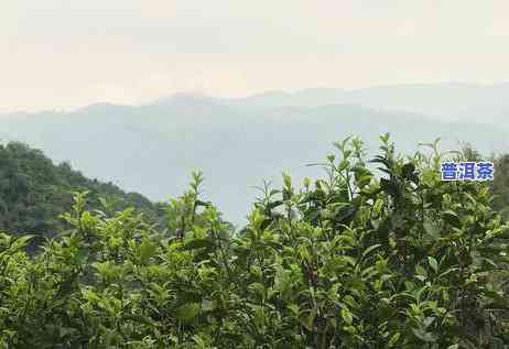 普洱茶地理标志保护范围，探寻普洱茶的美味奥秘：揭秘普洱茶地理标志保护范围