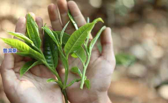 种植普洱茶大叶种茶：好还是不好？——全面解析与视频分享