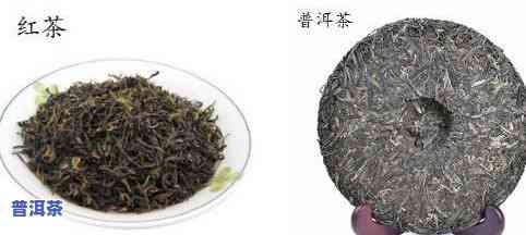 普洱茶：大叶种与小叶种，哪个更好？你知道吗？