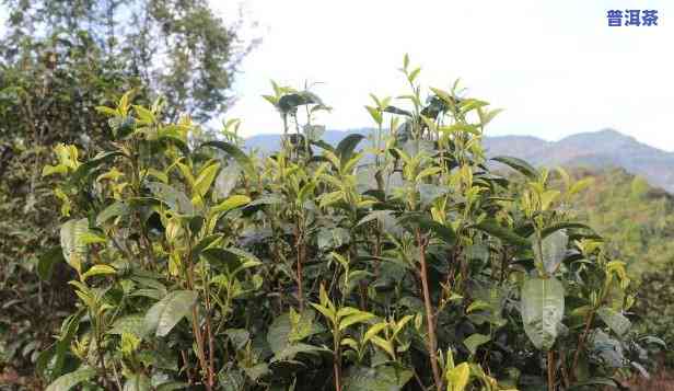 种植普洱茶大叶种茶-种植普洱茶大叶种茶好吗