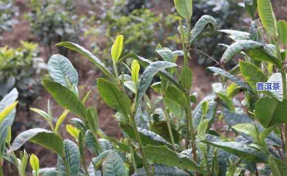 种植普洱茶大叶种茶-种植普洱茶大叶种茶好吗