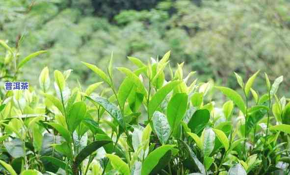 种植普洱茶大叶种茶-种植普洱茶大叶种茶好吗