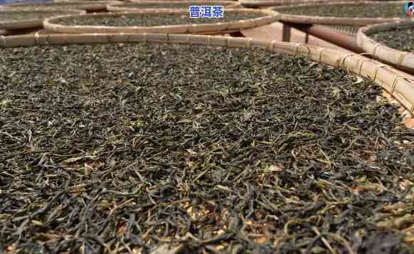 普洱茶大叶茶机叶茶温度多少，普洱茶的制作工艺：大叶茶、机叶茶和适宜的烘焙温度