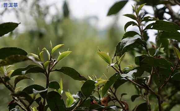 普洱大叶茶和小叶茶的区别，深度解析：普洱大叶茶与小叶茶的五大区别