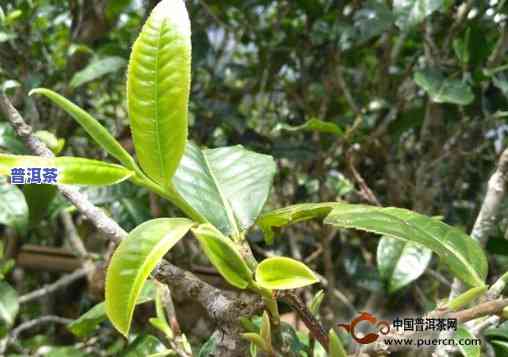 普洱大叶茶和小叶茶的区别，深度解析：普洱大叶茶与小叶茶的五大区别