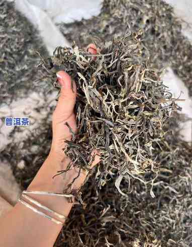 普洱冰岛大片古树茶-普洱冰岛大片古树茶图片