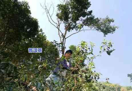 厦门普洱茶代理加盟-厦门普洱茶代理加盟电话