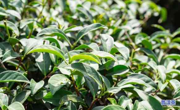 普洱茶哪里种植更好呢，探寻普洱茶的更佳种植地