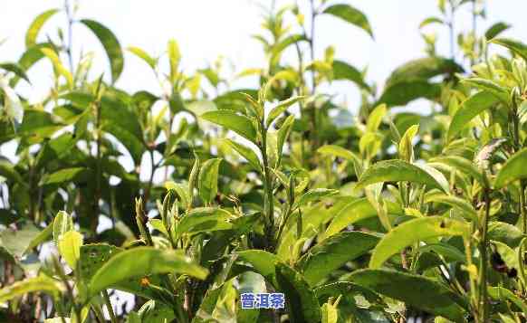 普洱茶哪里种植更好-普洱茶哪里种植更好呢