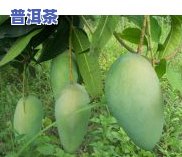 钦州普洱茶怎样代理-钦州普洱茶怎样代理销售