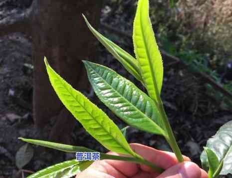 早期普洱茶种植方法全解：种类与步骤一网打尽