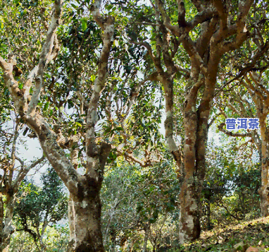 普洱茶大小叶的产区是哪里-普洱茶大小叶的产区是哪里的