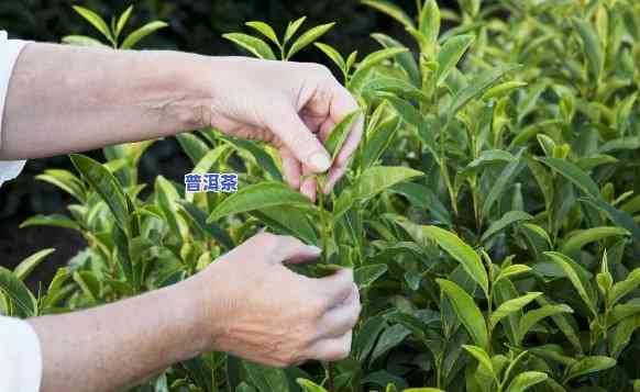 普洱茶叶会用农吗，普洱茶叶是不是采用农？探讨上的观点与答案