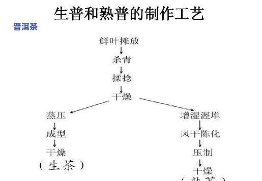 普洱茶生熟制作区别及功效全解