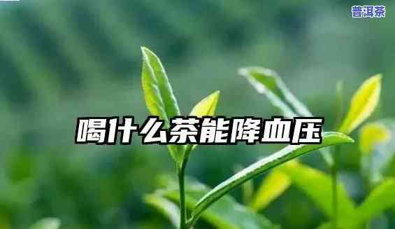 喝哪种普洱茶降血压效果好一点，普洱茶降血压：哪一种最有效？