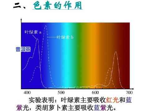 紫外线照射下茶叶有荧光：探究其对茶叶品质的作用与红色现象