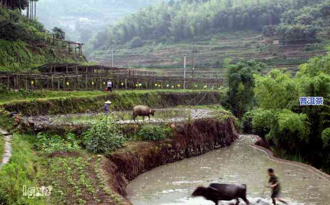 卡通普洱茶图片大全-卡通普洱茶图片大全大图