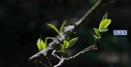 云南普洱茶出口有几个，探寻云南普洱茶的国际足迹：哪些是其主要出口地？