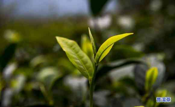 探秘云南生普洱茶山：揭秘茶叶生长环境与制作工艺