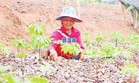 普洱茶种植哪里更好？视频解答与高清图片展示