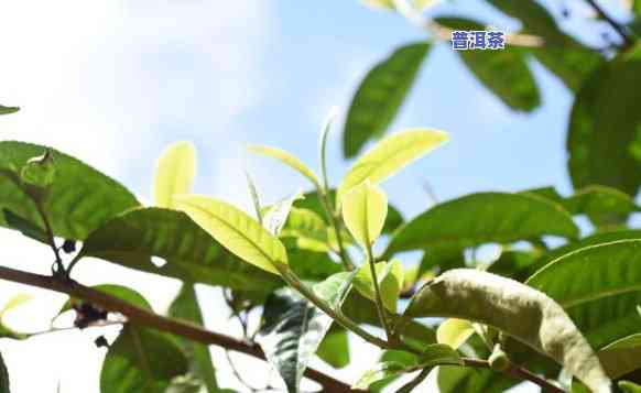 普洱茶种植哪里更好-普洱茶种植哪里更好呢