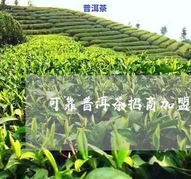 可靠普洱茶怎么代理-可靠普洱茶怎么代理的