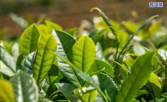 云南普洱茶种植方法视频，揭秘云南普洱茶种植全过程：详细视频教程