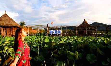 二十年生普洱茶：用价值与保健效果解析