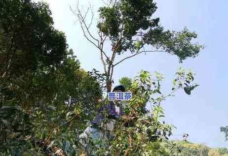 绍兴普洱茶加盟条件-绍兴普洱茶加盟条件是什么