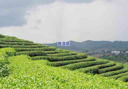 湖南有普洱茶基地吗在哪里啊，湖南是不是有普洱茶基地？在哪里可以找到？