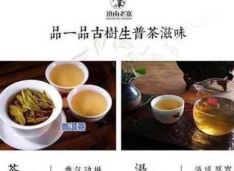 绍兴资深普洱茶招商-绍兴资深普洱茶招商电话