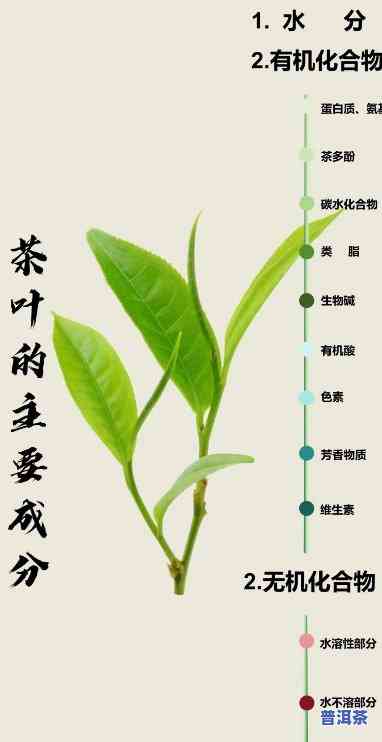 普洱茶茶叶鲜的成分-普洱茶里的成分