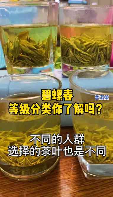 滇红碧螺属于什么类型的茶叶？