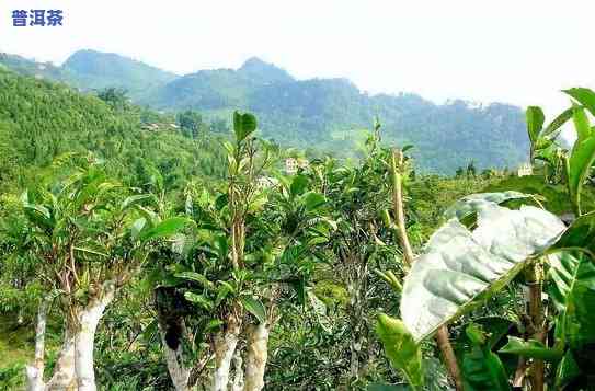 云南普洱思茅：适合种植哪些材及树木？