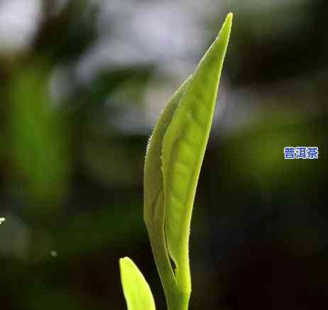 普洱茶都有哪些形状，探索普洱茶的多样性：熟悉不同形状的普洱茶