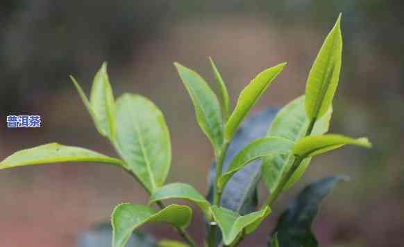 普洱茶形态分类有哪些特点呢，探究普洱茶的形态分类及其特点