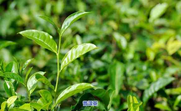 重庆产普洱茶吗，重庆是不是有生产普洱茶？探索茶叶生产的地理多样性