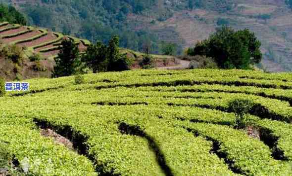 云南文山种植普洱茶的地方，探寻云南文山普洱茶的种植之地