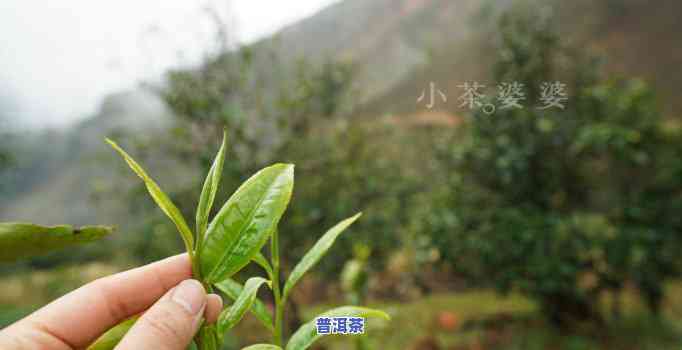 普洱冰岛茶为什么甜-普洱冰岛茶为什么甜甜的