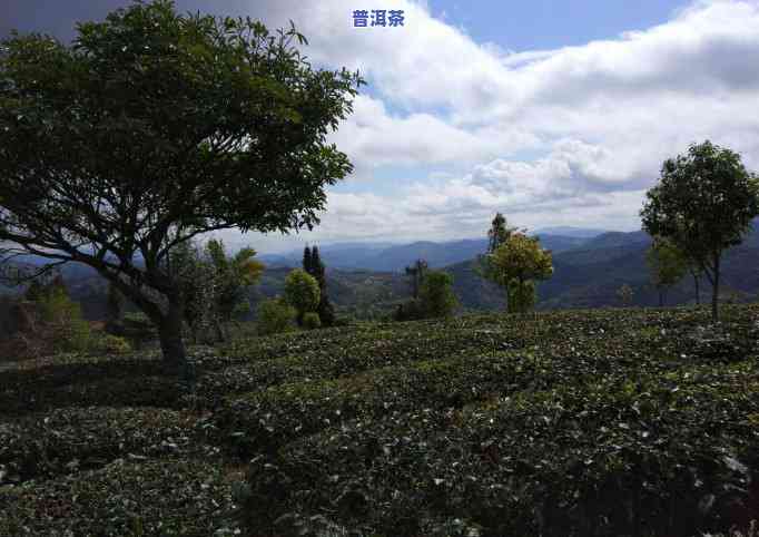 普洱茶苑在云南哪个区域？求解！