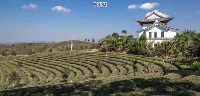 普洱茶苑在云南哪个区-普洱茶苑在云南哪个区域