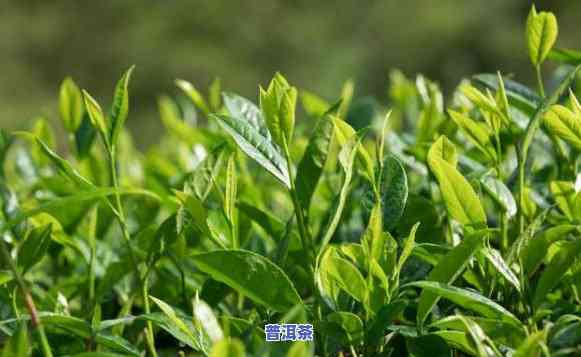 普洱茶栽培种植技术要点全解析：关键步骤与留意事项