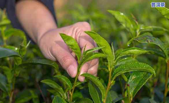 普洱茶栽培种植技术要点全解析：关键步骤与留意事项