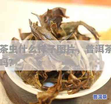 普洱茶有黄色的虫子能喝吗-普洱茶有黄色的虫子能喝吗图片