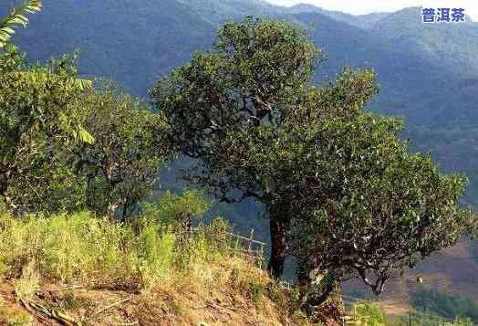 洱海普洱茶种植基地一览：哪些地方有，品种都有什么？