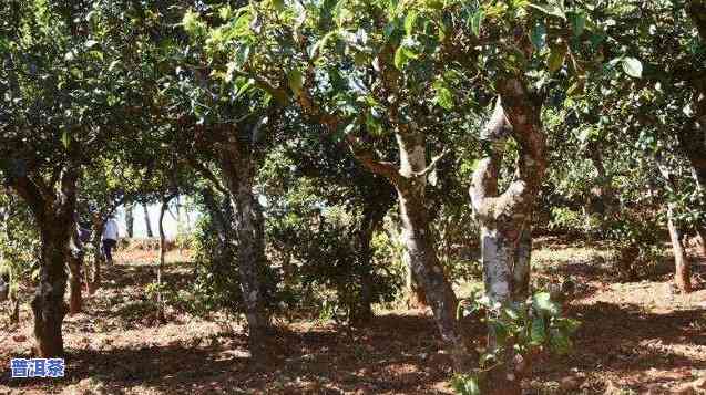 洱海普洱茶种植基地一览：哪些地方有，品种都有什么？